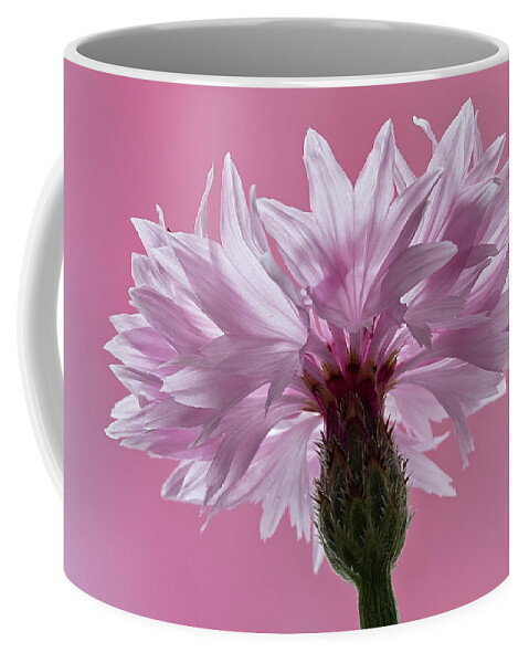Pale Coffee Mug featuring the photograph Pink Cornflower by Shirley Mitchell