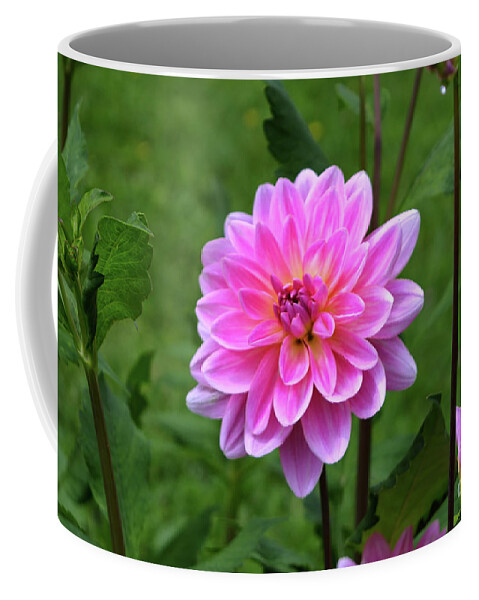 Michelle Meenawong Coffee Mug featuring the photograph Pink Dahlia by Michelle Meenawong