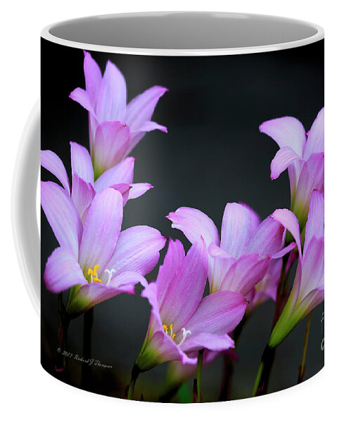 Zephyranthes Coffee Mug featuring the photograph Pink Fairy Lilies by Richard J Thompson