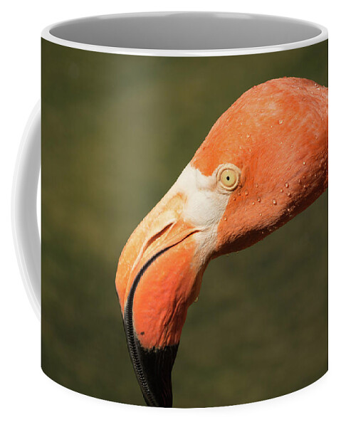 Zoo Coffee Mug featuring the photograph Pink Flamingo by John Benedict