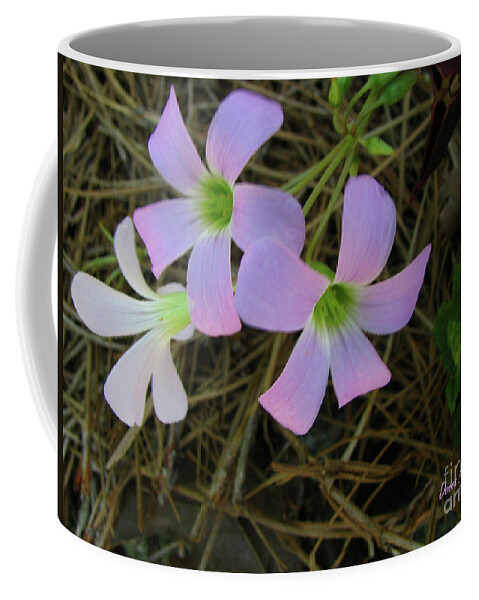 Flowers Coffee Mug featuring the photograph Pink Glow by Donna Brown