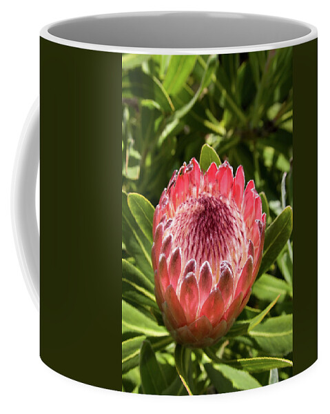 Protea Coffee Mug featuring the photograph Pink Ice by Diane Macdonald