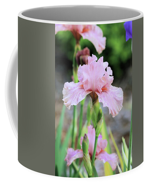 Iris Coffee Mug featuring the photograph Pink Iris by Theresa Campbell
