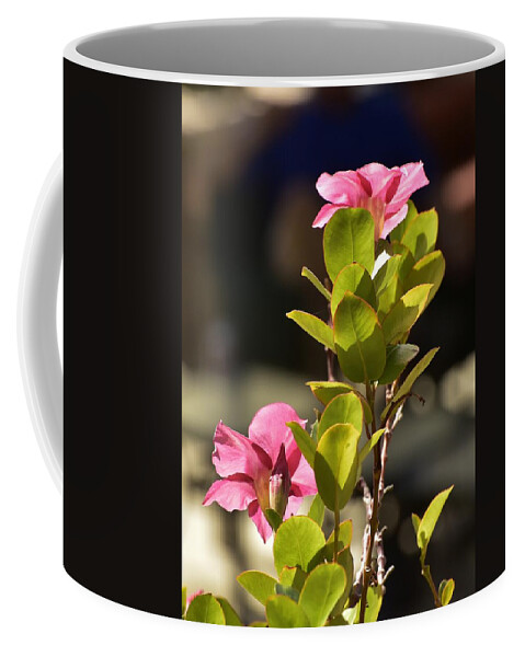 Linda Brody Coffee Mug featuring the photograph Pink Mandevilla I by Linda Brody