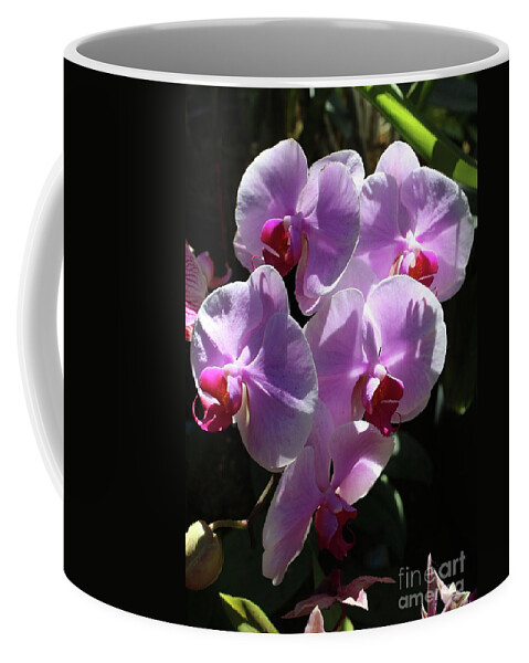Orchid Coffee Mug featuring the photograph Pink Orchids in Sunlight by Carol Groenen