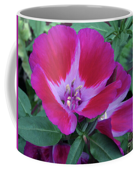  Petunia Coffee Mug featuring the photograph Pink Petunia by Kim Tran