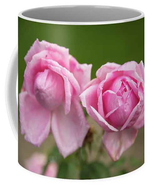 State Capitol State Park Coffee Mug featuring the photograph Pink Roses by Tom Cochran