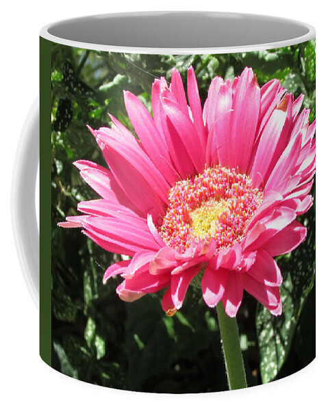 Pink Coffee Mug featuring the photograph Pink by Tambra Nicole Kendall