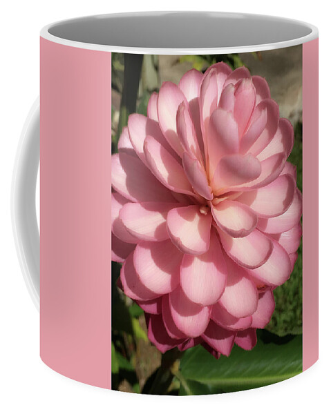Hawaii Coffee Mug featuring the photograph Pink Torch Ginger by Teresa Wilson