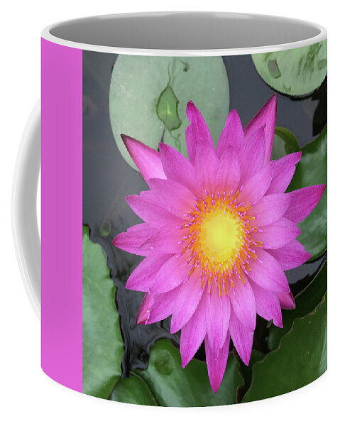 Pink Coffee Mug featuring the photograph Pink Water Lily Flower by Tony Grider