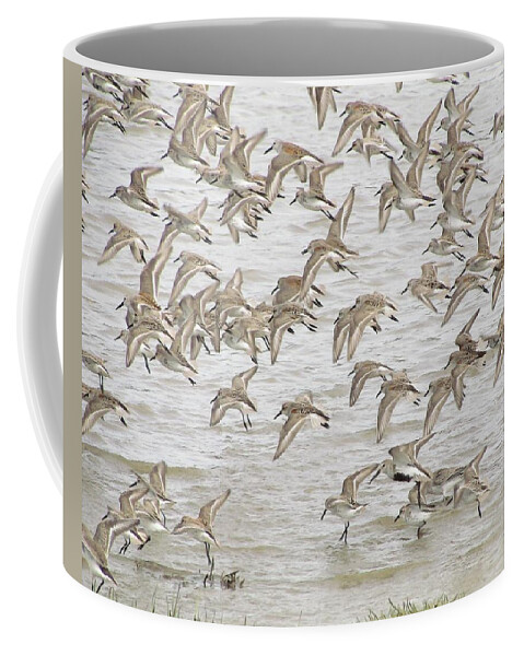 Nw Shorebirds Coffee Mug featuring the photograph Piping In Spring by I'ina Van Lawick