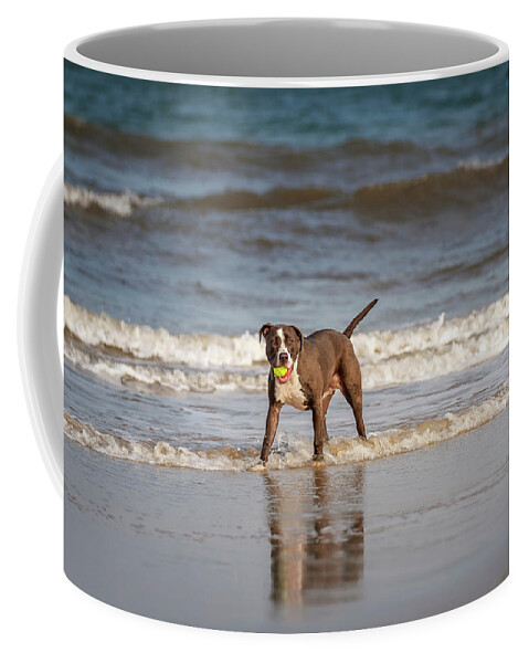 Adorable Coffee Mug featuring the photograph Pitbull Terrier by Peter Lakomy