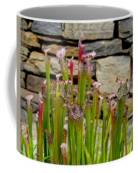 Plant Coffee Mug featuring the photograph Pitcher Plant by Allen Nice-Webb