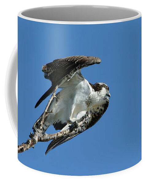Osprey Coffee Mug featuring the photograph Point Of Departure by Fraida Gutovich