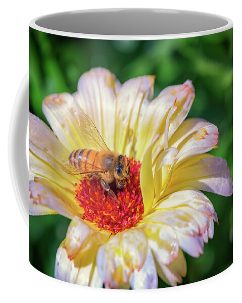 Honey Bee Coffee Mug featuring the photograph Pollenating by Rick Berk
