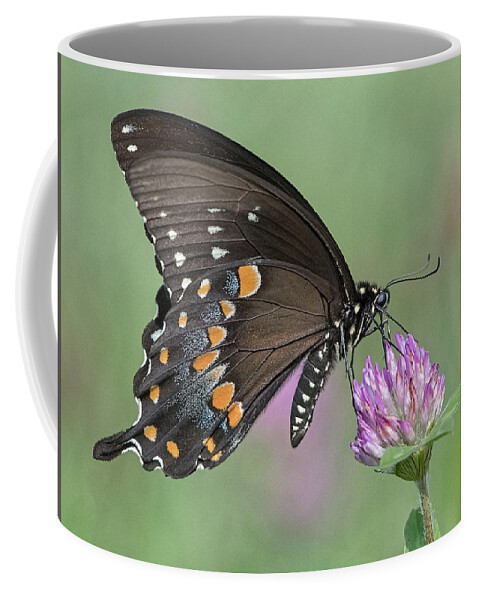 Swallowtail Coffee Mug featuring the photograph Pollinating #1 by Wade Aiken