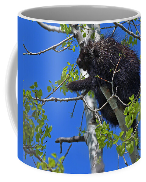 North American Porcupine Coffee Mug featuring the photograph Poplar Breakfast by Tony Beck