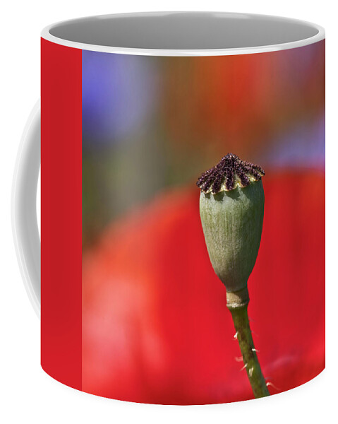 Nature Coffee Mug featuring the photograph Poppy Seed Capsule by Heiko Koehrer-Wagner