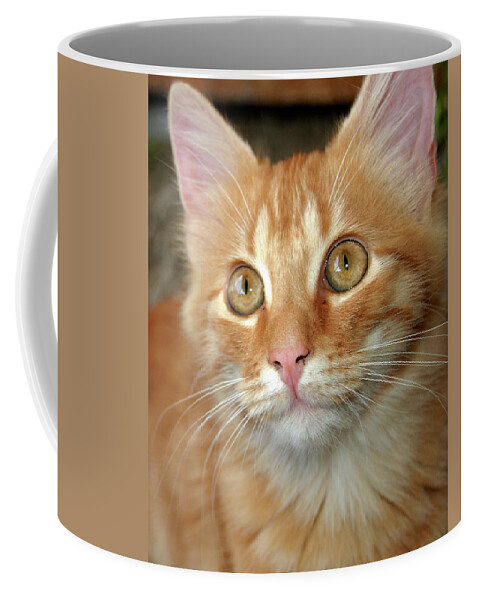 Cat Coffee Mug featuring the photograph Portrait of a Cat by Amber Flowers