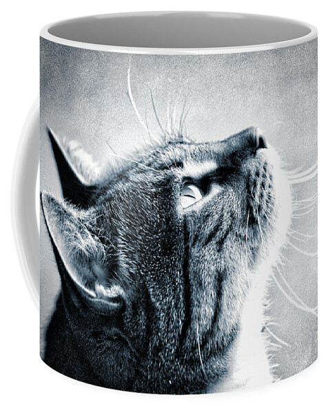 Cat Coffee Mug featuring the photograph Portrait of a Cat by Karin Everhart