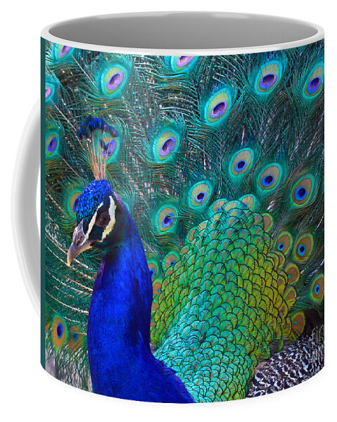Peacock Coffee Mug featuring the photograph Portrait of a Peacock by Roger Becker