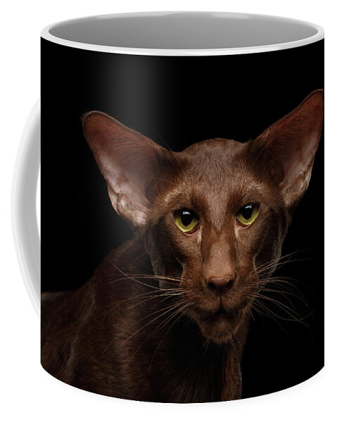 Cat Coffee Mug featuring the photograph Portrait of Brown Oriental cat on isolated black background by Sergey Taran