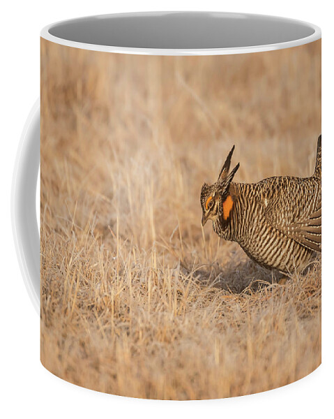 Wisconsins Prairie Chicken Coffee Mug featuring the photograph Prairie Chicken 8-2015 by Thomas Young