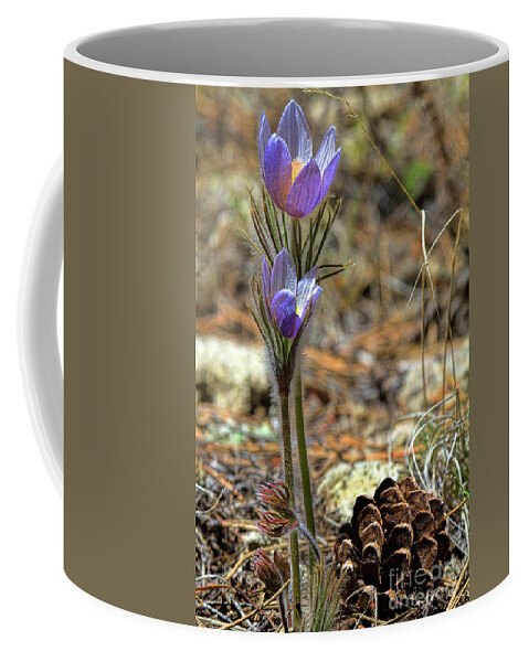Pasque Flower Coffee Mug featuring the photograph Prairie Crocus by Jim Garrison