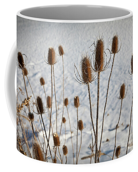 Winter Coffee Mug featuring the photograph Prairie Seedheads by Steve Gadomski