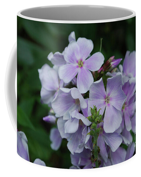 Phlox Coffee Mug featuring the photograph Pretty Cluster of Blooming Pale Pink Phlox Flowers by DejaVu Designs