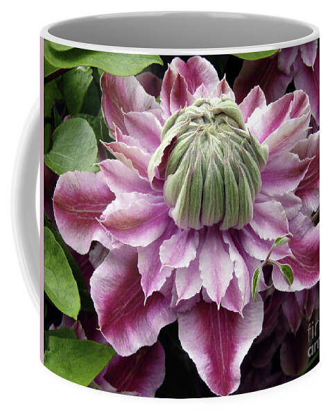 Clematis Coffee Mug featuring the photograph Pretty Josephine 9 by Kim Tran