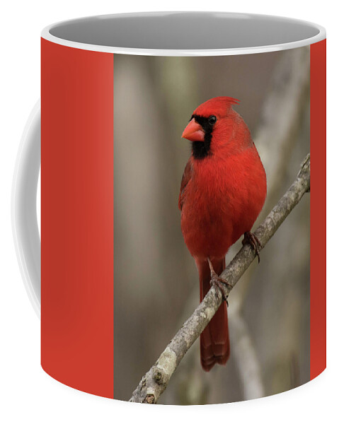 Bird Coffee Mug featuring the photograph Profile of a Cardinal by Jody Partin