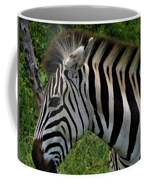 Zebras Coffee Mug featuring the photograph Profile zebra by Vijay Sharon Govender