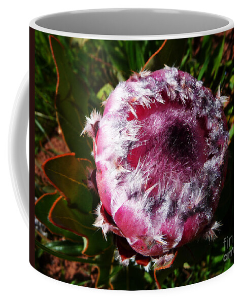 Africa Coffee Mug featuring the photograph Protea Flower 1 by Xueling Zou
