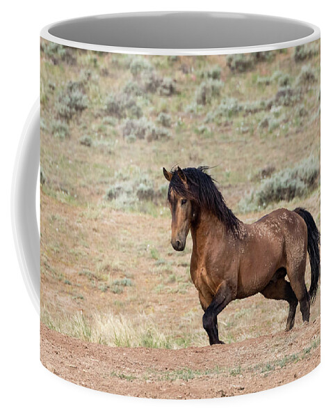Mustangs Coffee Mug featuring the photograph Proud and Free by Ronnie And Frances Howard