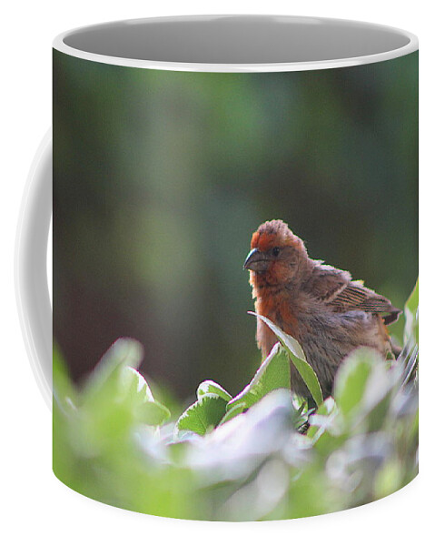 Red House Finch Coffee Mug featuring the photograph Puffed up Red House Finch by Colleen Cornelius