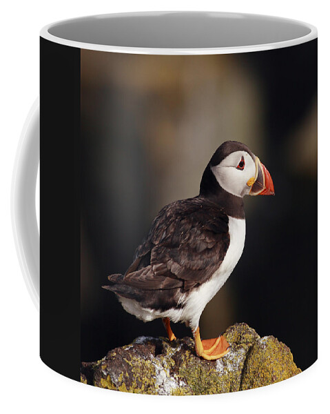 Puffin Coffee Mug featuring the photograph Puffin on rock by Grant Glendinning