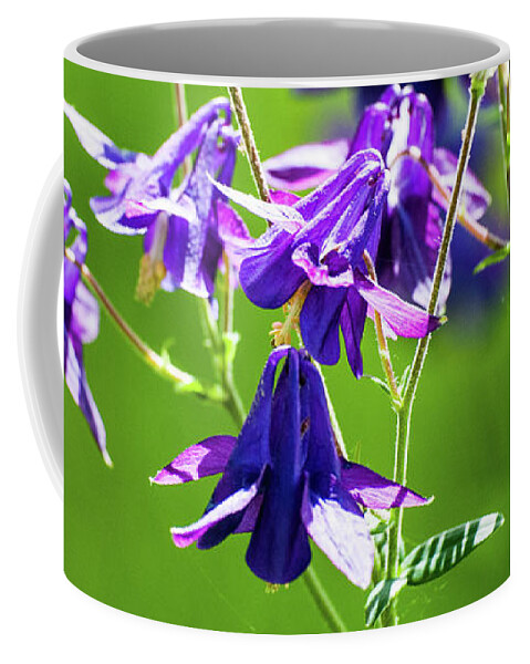 Purple Coffee Mug featuring the photograph Purple Columbine #2 by Kevin Gladwell