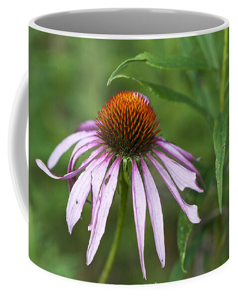 Purple Coffee Mug featuring the photograph Purple Coneflower Wildflower - Echinacea purpurea by Carol Senske