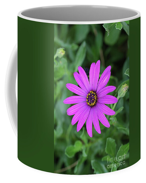 Psi Coffee Mug featuring the photograph Purple Daisy Osteospermum by Tomi Junger