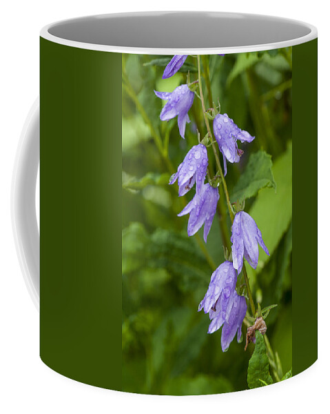 Bonneyvillemills Park Coffee Mug featuring the photograph Purple dew drops by Brian Green