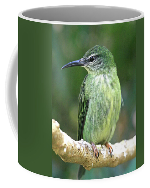 Bird Coffee Mug featuring the photograph Purple Honeycreeper female by David Freuthal