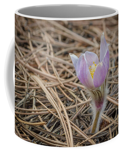 Pasqueflower Coffee Mug featuring the photograph Purple in the Pine by Greni Graph