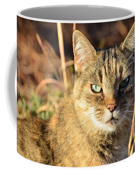 Adrian-deleon Coffee Mug featuring the photograph Purr-fect Kitty Cat Friend by Adrian De Leon Art and Photography