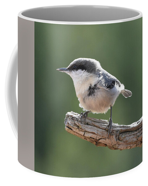 Nuthatch Coffee Mug featuring the photograph Pygmy Nuthatch by Ben Foster