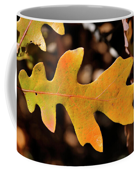 Nature Coffee Mug featuring the photograph Pygmy Oak I by Ron Cline