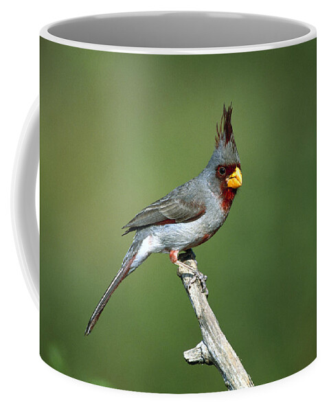 Mp Coffee Mug featuring the photograph Pyrrhuloxia Perching by Tom Vezo