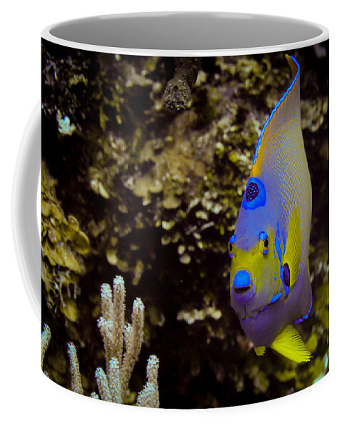  Angelfish Coffee Mug featuring the photograph Queen angel by Jean Noren