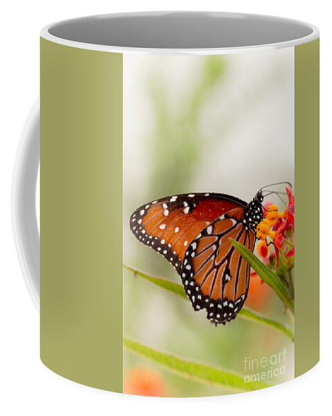 Butterfly Coffee Mug featuring the photograph Queen Butterfly by Ana V Ramirez