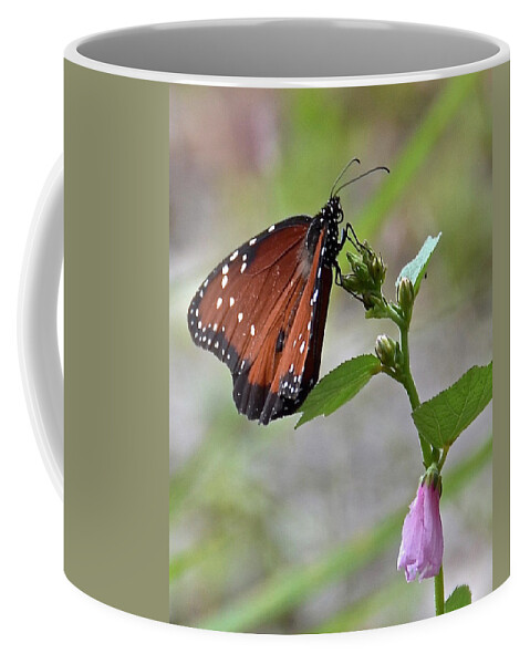 Butterfly Coffee Mug featuring the photograph Queen Butterfly by Carol Bradley
